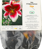 Цибулина Лілія ЛО Фрісо трубчаста Яскрава