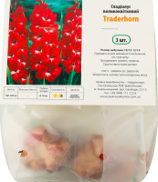 Цибулина Гладіолус Traderhorn 3шт Яскрава