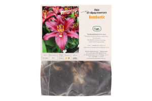 Цибулина Лілія OT Бомбастік гігантська гібрид Яскрава