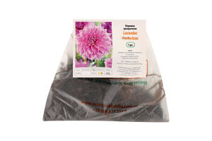 Цибулина Жоржина Lavender Perfection декоративна Яскрава