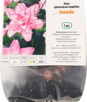 Цибулина Лілія Анушка орієнтальна подвійна Яскрава