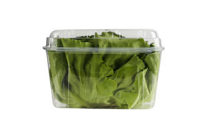 Салат Пучок-Свіжачок Масляний зелений