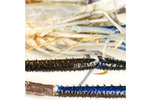 Креветки Сільпо гігантські панцир сирі глаз с/м6/8