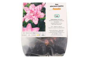 Цибулина Лілія Анушка орієнтальна подвійна Яскрава