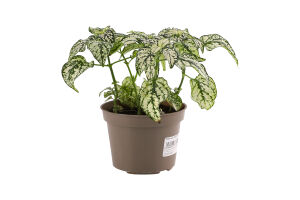 Квіти мікс плант 9/15