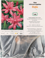 Цибулина Лілія Елоді азіатська подвійна Яскрава