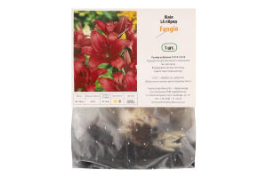 Цибулина Лілія ЛА Фанжіо гібрид Яскрава